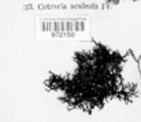 Cetraria aculeata image